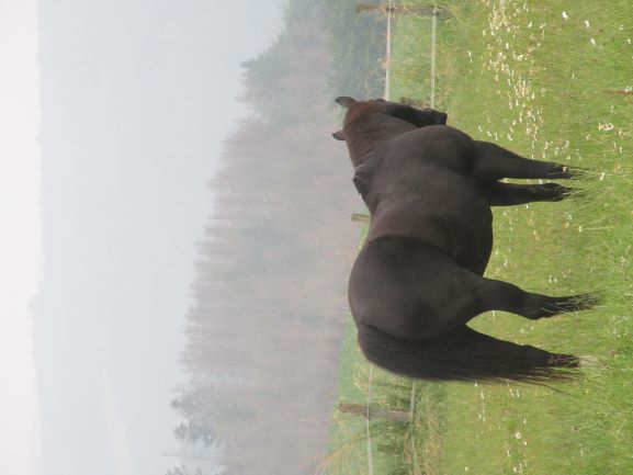 Pferd und Vision